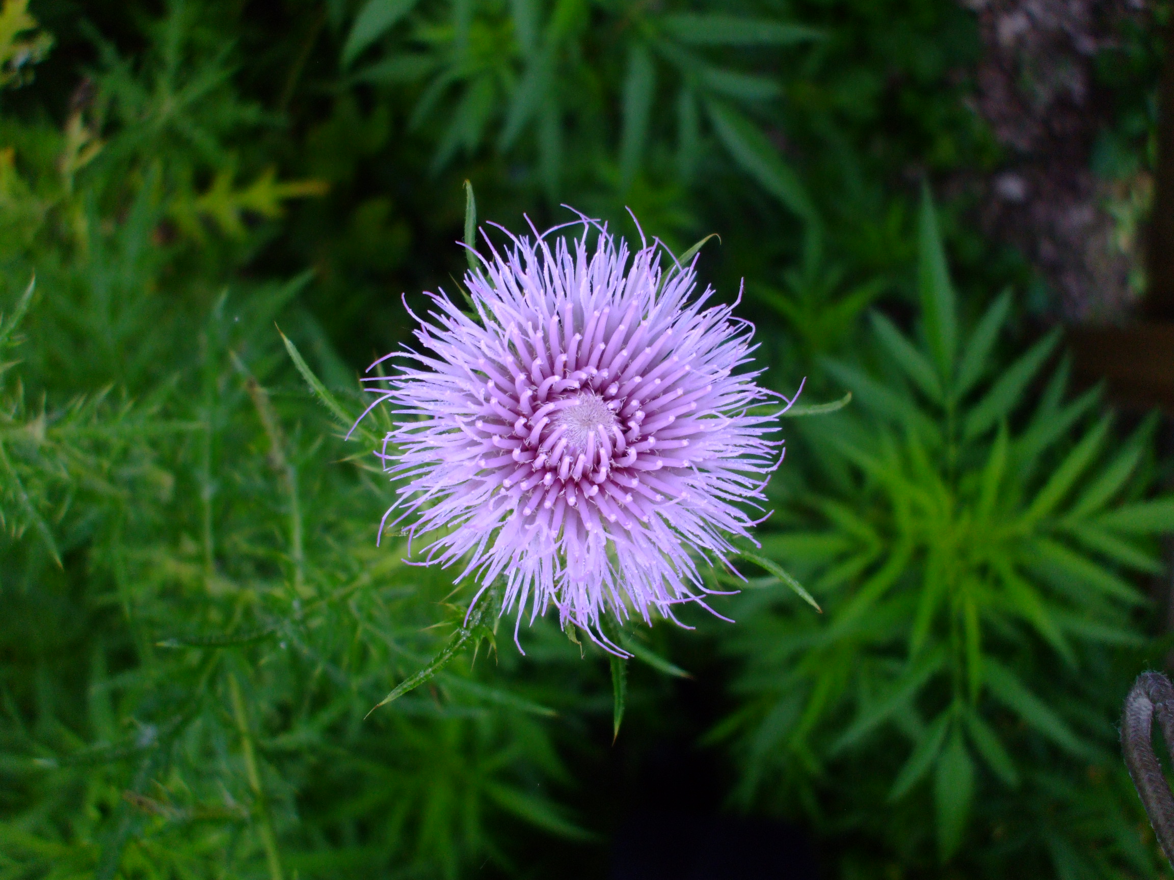 Cirsium discolor